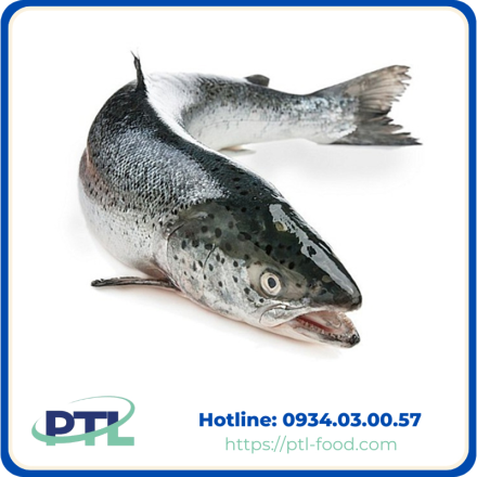 Cá Hồi Nhập Khẩu Đông Lạnh